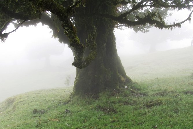 Fanal -Enchanted Forest - Key highlights to know before you go