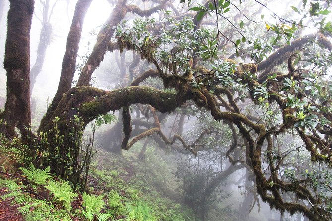 Fanal -Enchanted Forest - Fanal Forest: Ancient trees and misty mood on Madeira