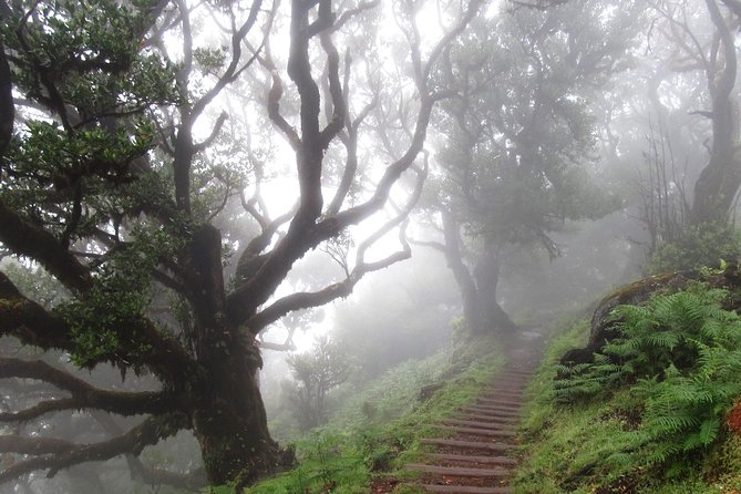 Fanal -Enchanted Forest - Walking among Madeira’s oldest trees