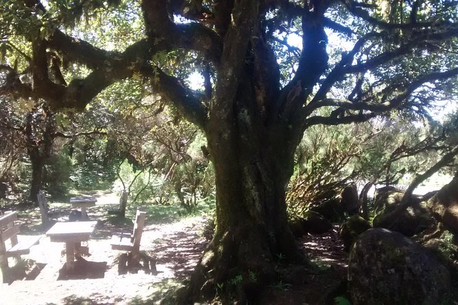 Fanal -Enchanted Forest - North Coast stops, including black sand beach options