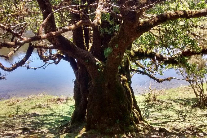 Fanal -Enchanted Forest - Is it worth $72.41, especially as a private tour?