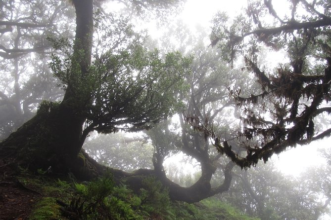 Fanal -Enchanted Forest - Good fit for families, solo hikers, and first-timers