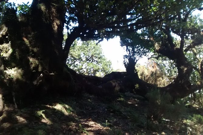 Fanal -Enchanted Forest - Your 2 to 3 hour plan, pickup to return