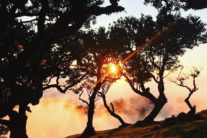 Fanal Forest Private Sunset Hike - Posto Florestal Fanal: Starting Point and What Happens Before the Forest Gets Real