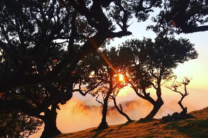 Fanal Forest Private Sunset Hike - A Local, Certified Mountain Guide Changes the Whole Day