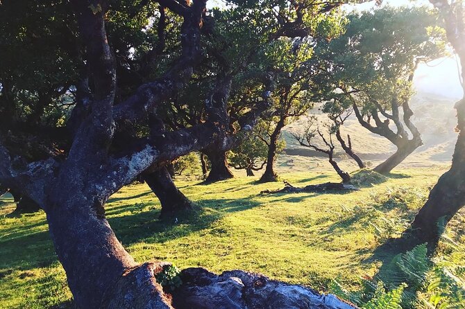 Fanal Forest Private Sunset Hike - Getting Away From the Main Foot Traffic in Fanal