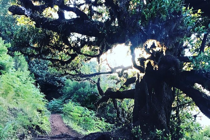 Fanal Forest Private Sunset Hike - About 7 km, 90% Flat: How Fit You Need to Be