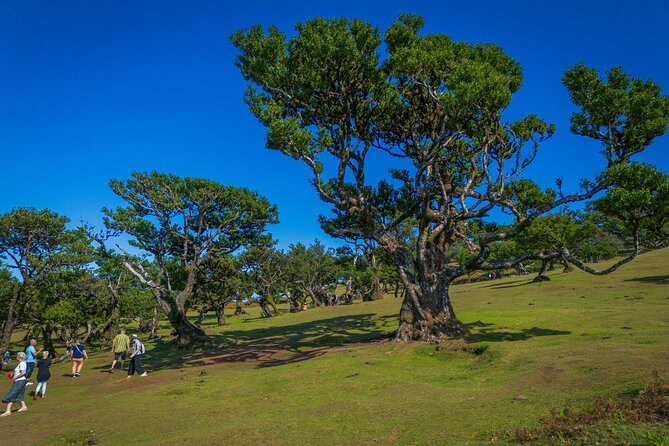 Fanal & Porto Moniz - West Madeira Tour - Fanal Forest and Eira da Achada: When the Views Turn Mysterious