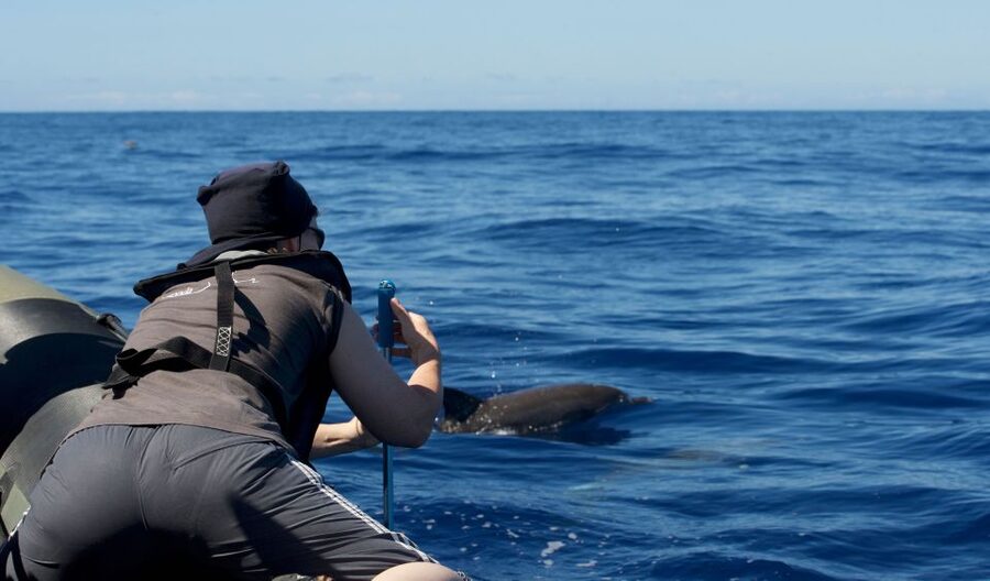 From Calheta: Madeira Whale and Dolphin Watching Boat Tour - Key Things I’d Plan Around Before You Go