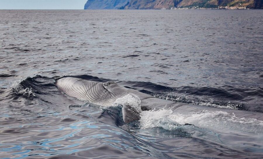 From Calheta: Madeira Whale and Dolphin Watching Boat Tour - Calheta Marina Check-in, Then A Speedboat Built For Wildlife