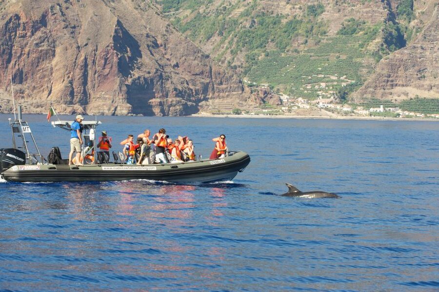 From Calheta: Madeira Whale and Dolphin Watching Boat Tour - What You Might Spot Off Madeira, With Real Examples
