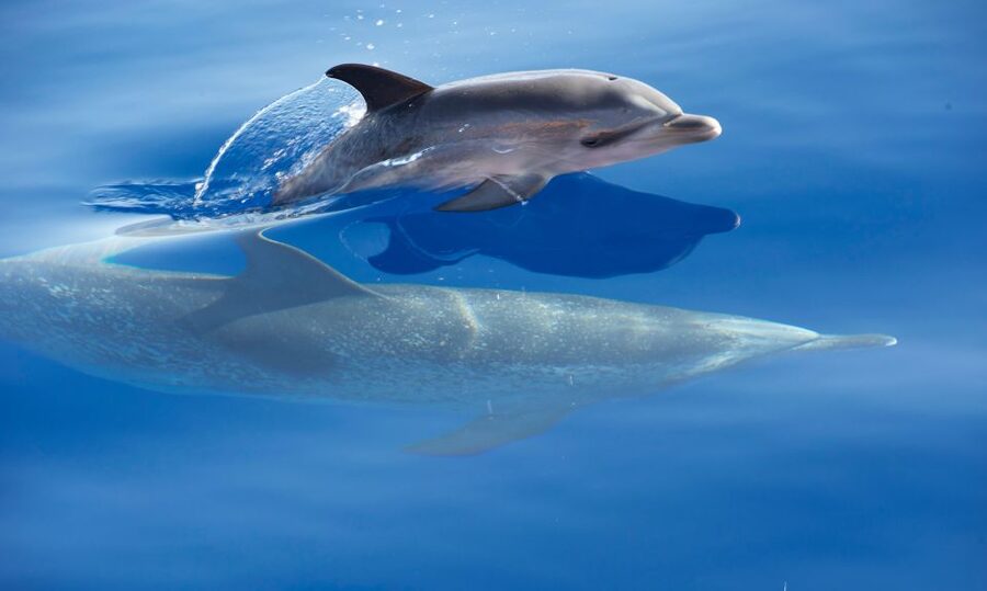 From Calheta: Madeira Whale and Dolphin Watching Boat Tour - Madeira From The Sea, Plus The Picture-Perfect Coast Minutes