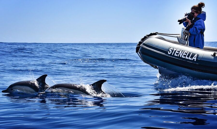 From Calheta: Madeira Whale and Dolphin Watching Boat Tour - Should You Book Lobosonda’s Calheta Whale And Dolphin Tour?