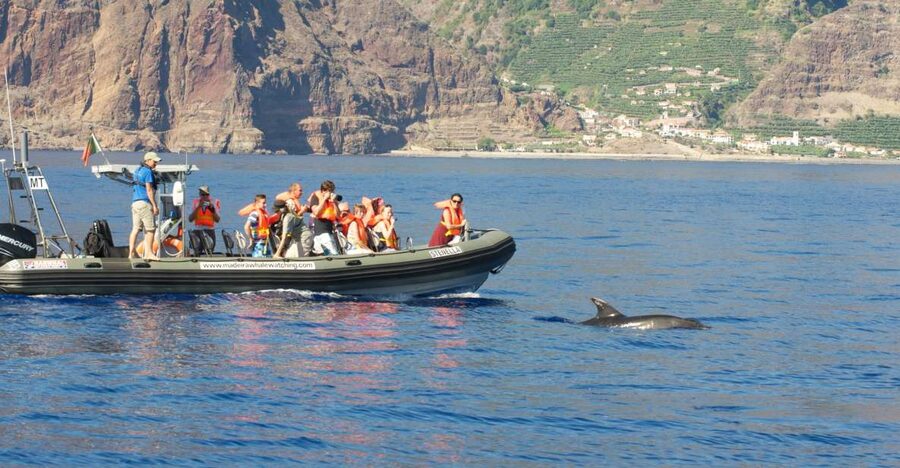 From Calheta: Madeira Whale and Dolphin Watching Boat Tour - Out On The Water For Two Hours, How The Search Actually Feels
