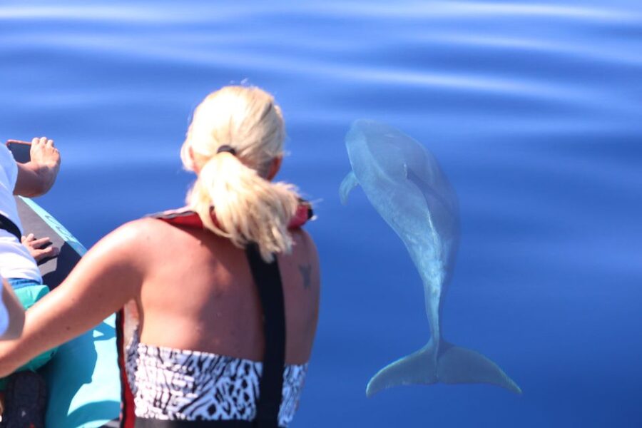 From Calheta: Whale and Dolphin Watching RIB Boat Tour - Key Highlights You’ll Care About Most