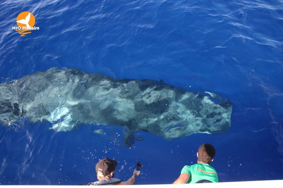 From Calheta: Whale and Dolphin Watching RIB Boat Tour - Quick Practical Checklist Before You Go