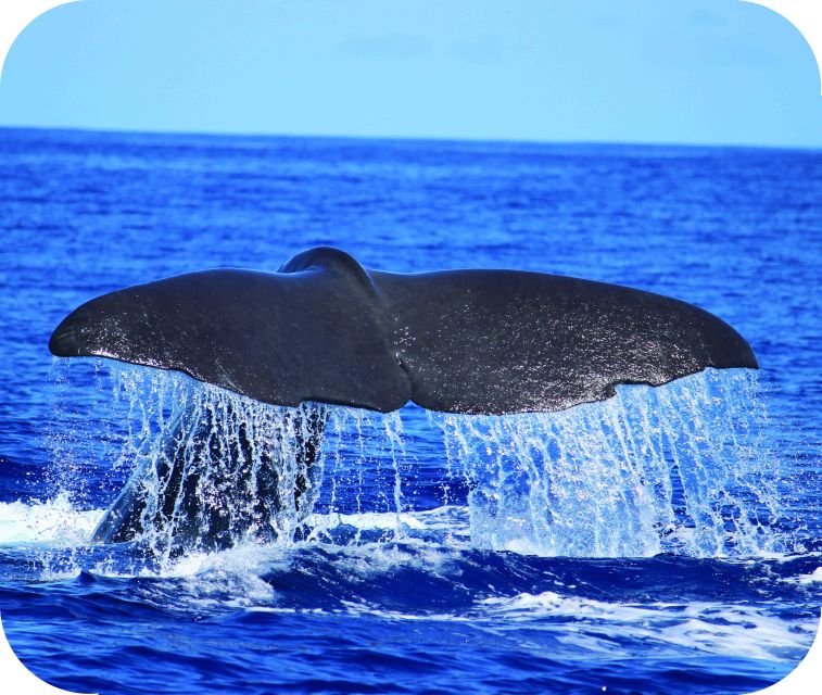From Calheta: Whale and Dolphin Watching RIB Boat Tour - Calheta Marina Check-In: Getting on the Water Smoothly