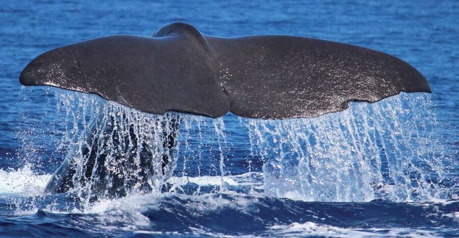 From Calheta: Whale and Dolphin Watching RIB Boat Tour - What to Expect on a RIB Boat: Speed, Comfort, and Safety
