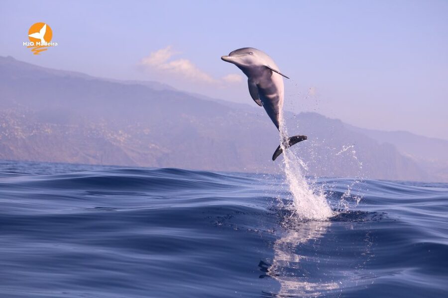 From Calheta: Whale and Dolphin Watching RIB Boat Tour - Wildlife Viewing Timing: Dolphins, Whales, and Other Marine Moments