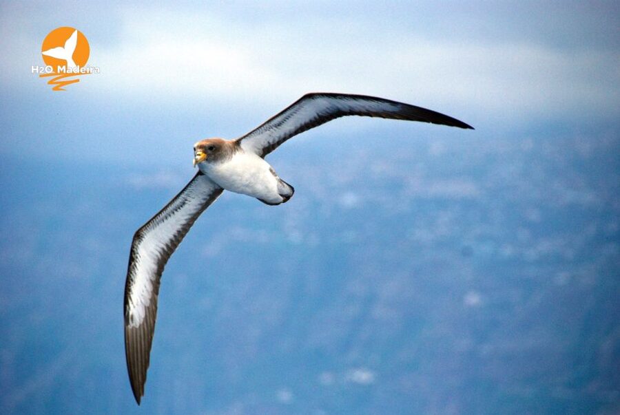 From Calheta: Whale and Dolphin Watching RIB Boat Tour - Madeira Views From the Atlantic: More Than Just Wildlife