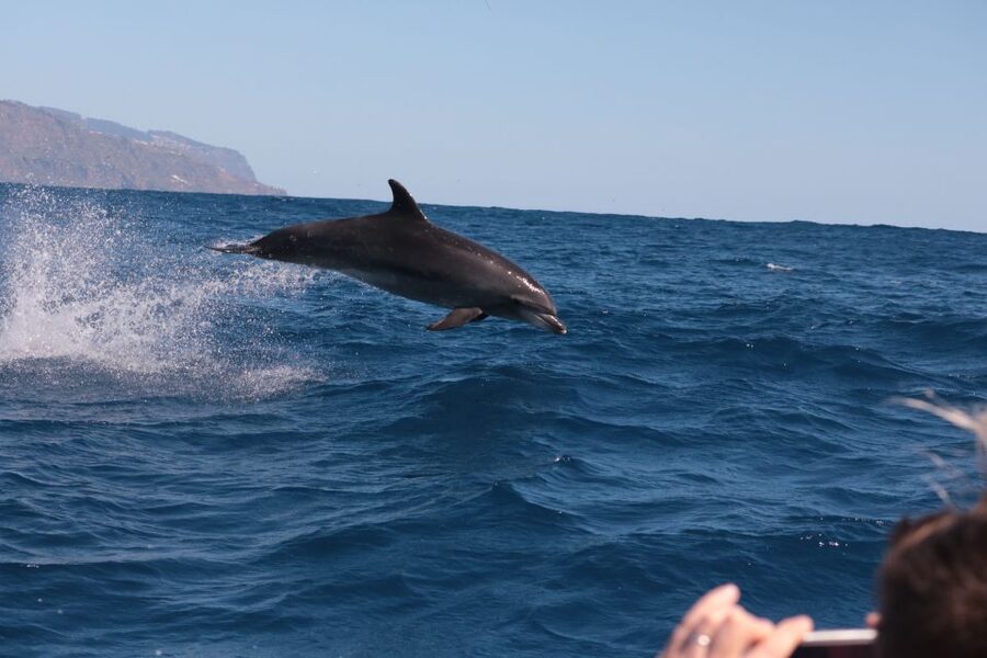 From Calheta: Whale and Dolphin Watching RIB Boat Tour - What’s Included, and Why the Price Feels Fair