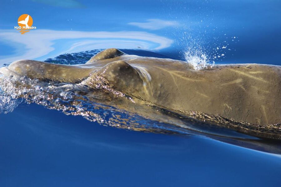 From Calheta: Whale and Dolphin Watching RIB Boat Tour - Best Time to Go (Based on What This Tour Needs)