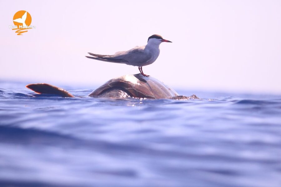 From Calheta: Whale and Dolphin Watching RIB Boat Tour - Who Should Book, and Who Should Sit This One Out