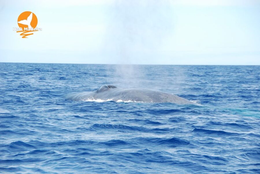 From Calheta: Whale and Dolphin Watching RIB Boat Tour - Why the Spotter Matters for Whale and Dolphin Watching