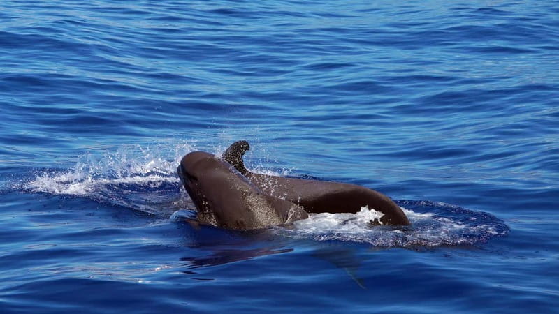 From Funchal: Ecological Catamaran Dolphin Whale Watching - Key highlights I would plan around