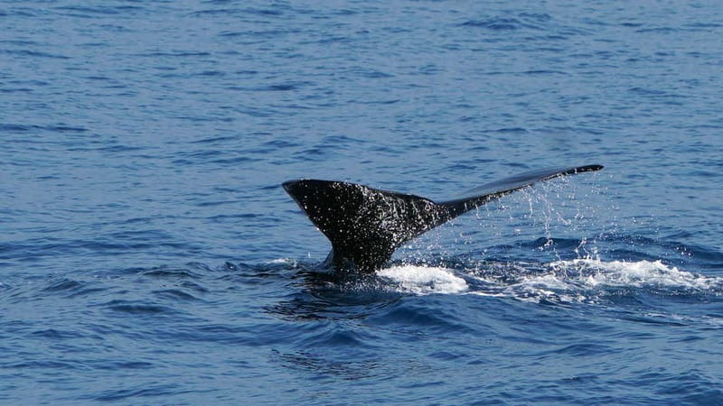 From Funchal: Ecological Catamaran Dolphin Whale Watching - Should you book this eco dolphin and whale watching from Funchal?