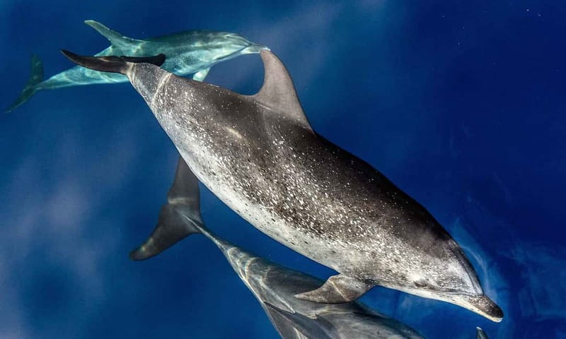 From Funchal: Ecological Catamaran Dolphin Whale Watching - How they watch, and why the rules matter to your photos