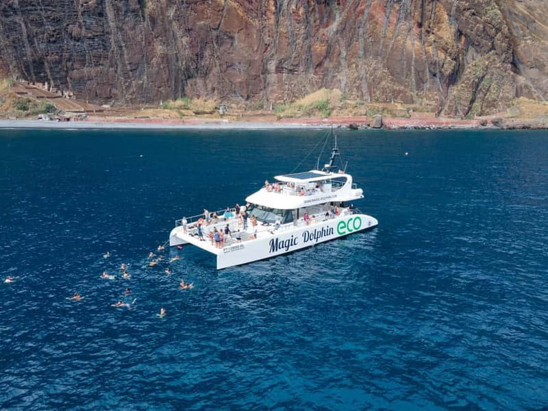 From Funchal: Ecological Catamaran Dolphin Whale Watching - What you might see in Madeira waters