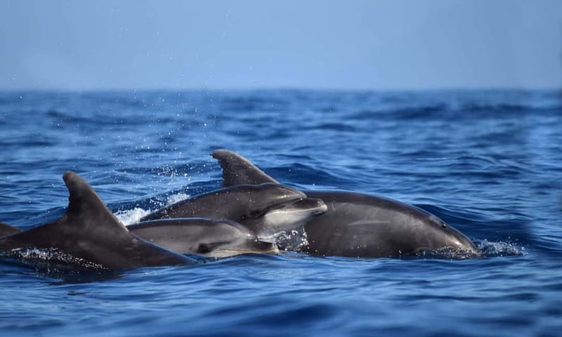 From Funchal: Ecological Catamaran Dolphin Whale Watching - Simple tips to get more out of your day
