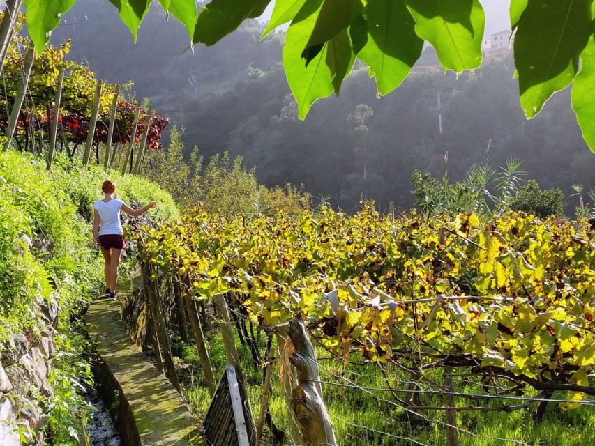 From Funchal: Full-Day Madeira Wine Tour with Lunch - Key highlights to focus on