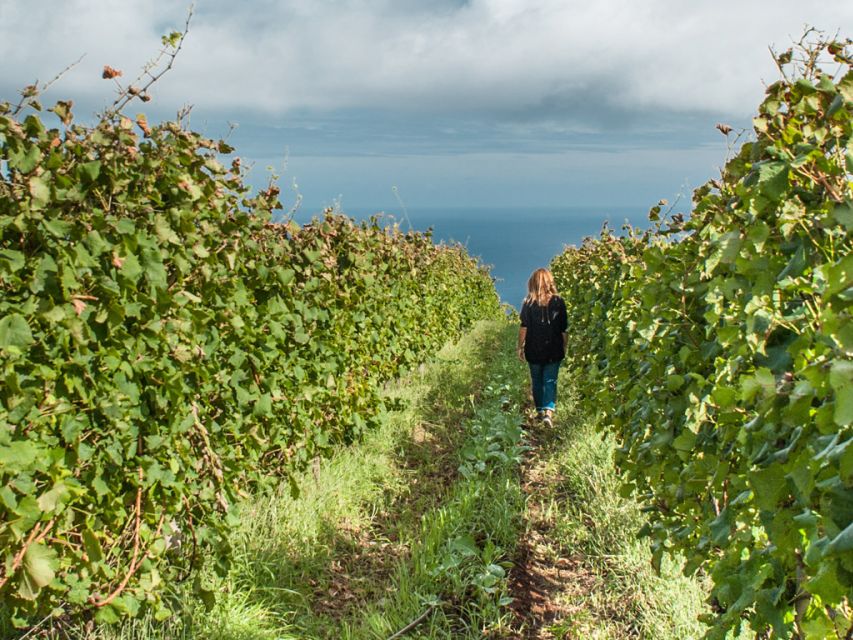 From Funchal: Full-Day Madeira Wine Tour with Lunch - Laurissilva forest and the north coast drive to São Vicente