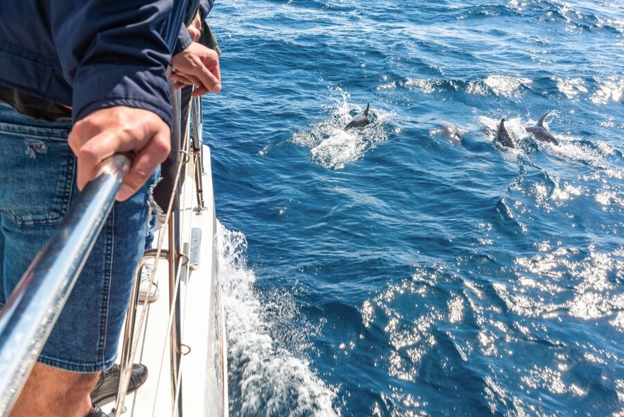 From Funchal: Madeira Dolphin and Whale Watching Tour - From Funchal Marina to the South Coast: The Real Itinerary