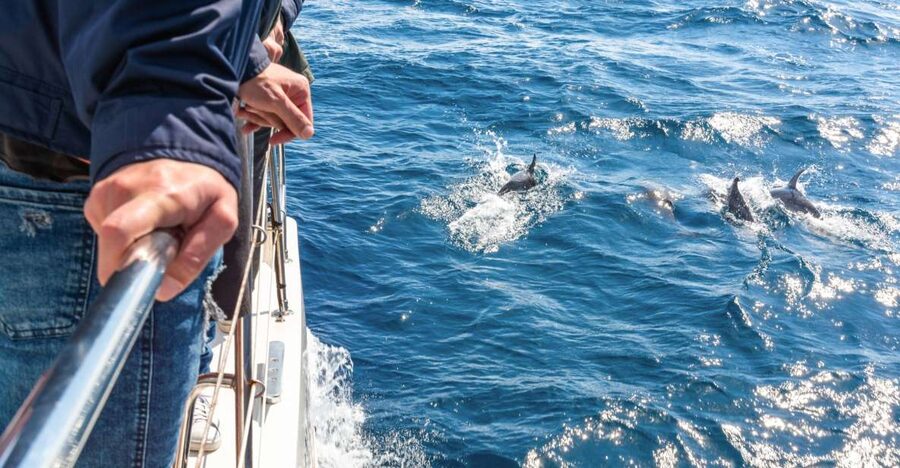 From Funchal: Madeira Dolphin and Whale Watching Tour - The Crew Commentary That Makes Spotting Easier