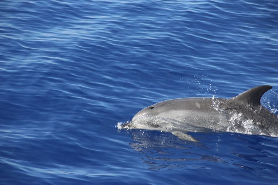 From Funchal: Madeira Dolphin and Whale Watching Tour - Boat Comfort and Viewing Practicalities