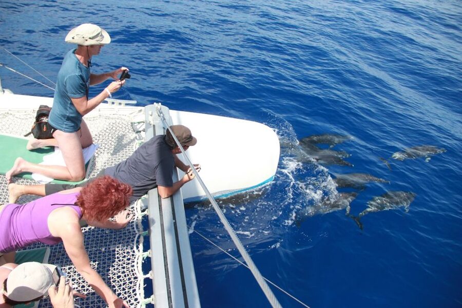 From Funchal: Madeira Dolphin and Whale Watching Tour - Who This Tour Is Best For