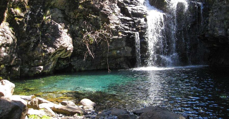 From Funchal: Madeira Lakes Levada Guided Hike - Levada do Alecrim: birds, shade, and that steady trickle
