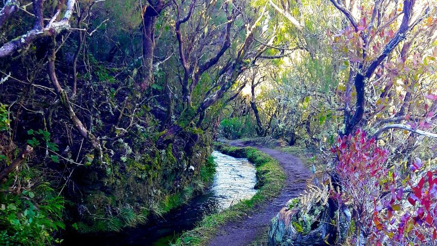 From Funchal: Madeira Lakes Levada Guided Hike - The 8-hour rhythm, and how the trek actually feels