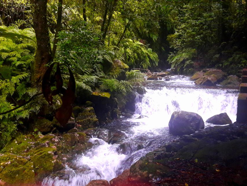 From Funchal: São Jorge Valleys Levada Walk - Should you book the São Jorge Levada Walk with plant lessons?