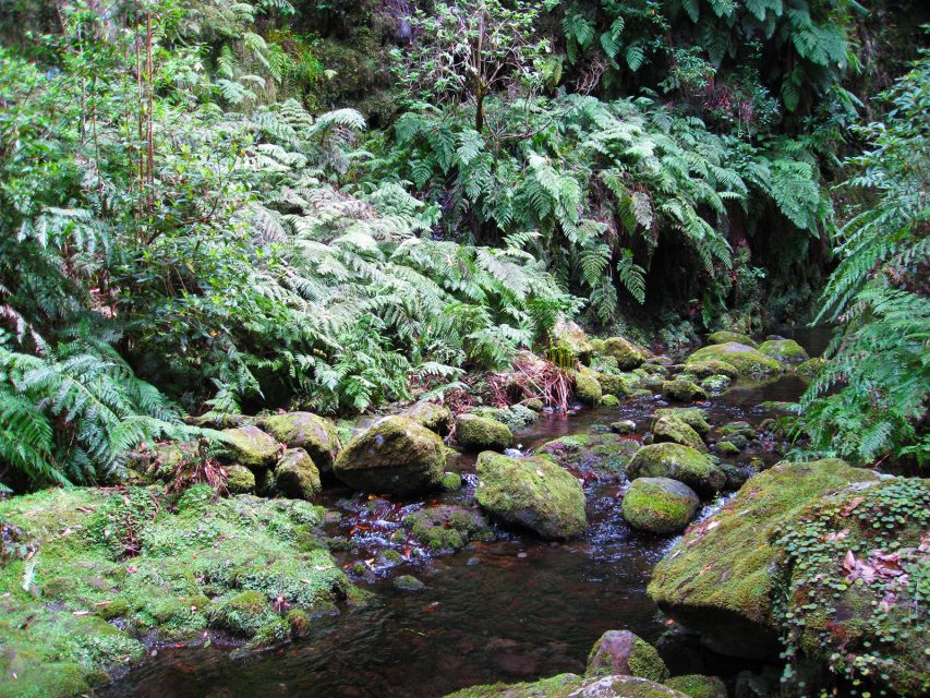 From Funchal: São Jorge Valleys Levada Walk - Madeira’s São Jorge Levada Walk: Why it feels so restorative