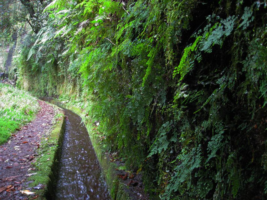 From Funchal: São Jorge Valleys Levada Walk - Rainforest hiking in Madeira: what the air and sounds are doing