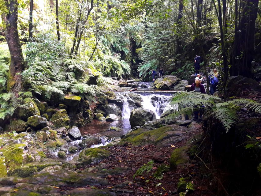 From Funchal: São Jorge Valleys Levada Walk - Learning about Madeira’s medicinal plants, without it getting too academic