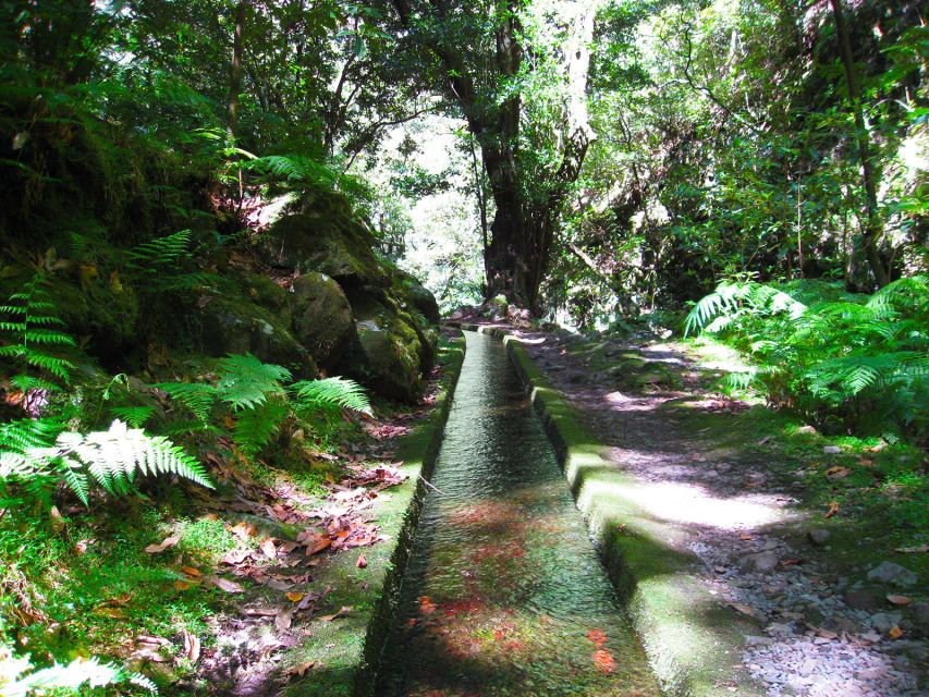 From Funchal: São Jorge Valleys Levada Walk - The 8-hour flow: pickup, rainforest time, and when the waterfall steals the show