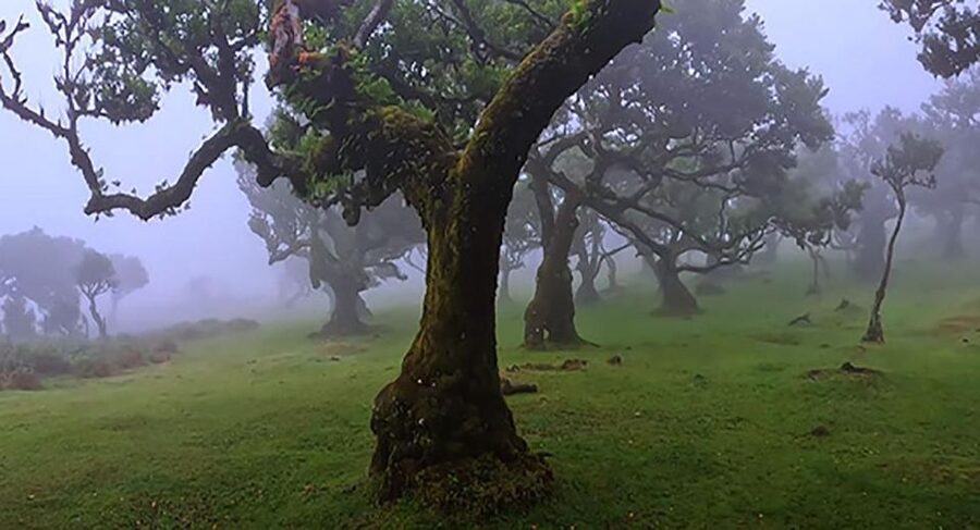From Funchal: West Madeira Waterfalls and Fanal Forest Tour - Key highlights to know before you go