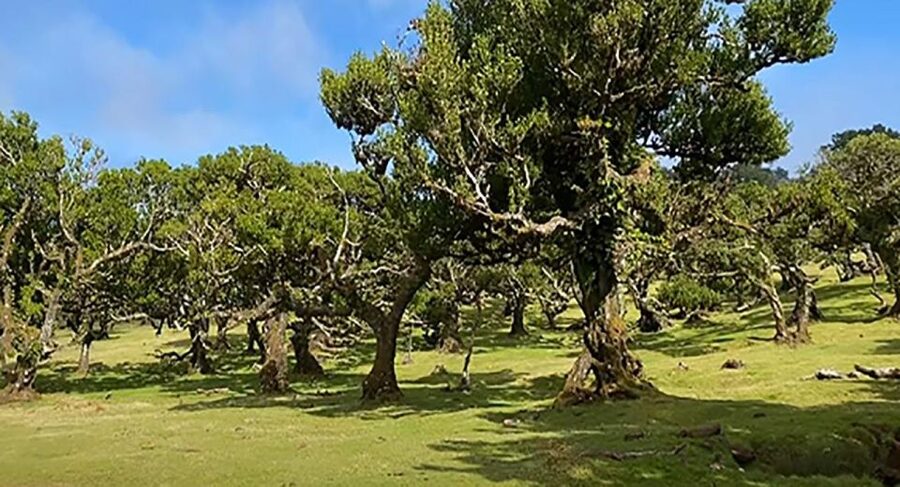 From Funchal: West Madeira Waterfalls and Fanal Forest Tour - Paul da Serra to Fanal Forest: Fog, 600-Year-Old Trees, and a Real Pause