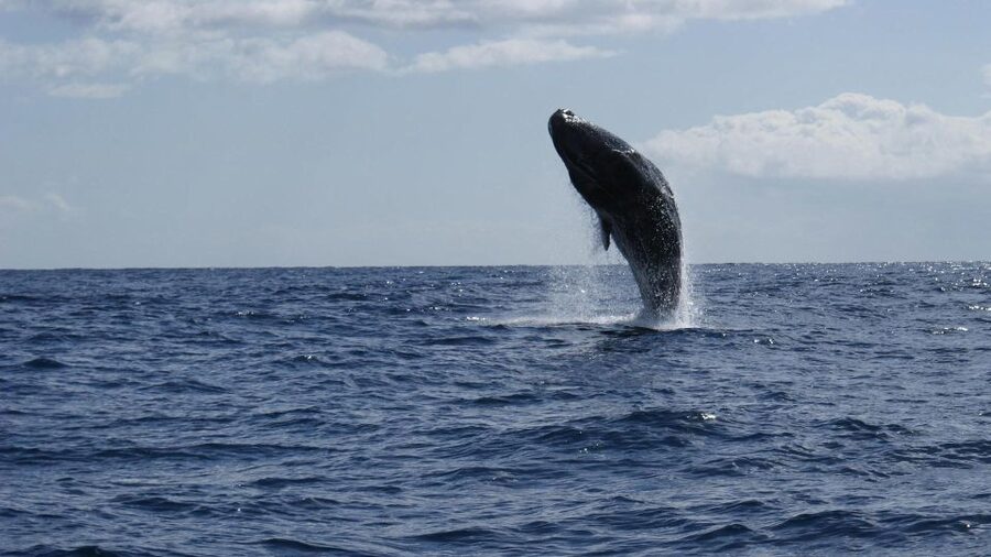 From Funchal: Whale and Dolphin Watching - Should You Book This Whale and Dolphin Watching in Funchal?
