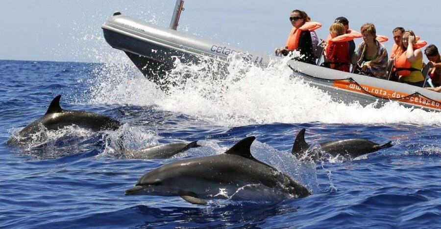 From Funchal: Whale and Dolphin Watching - Meeting at Galerias de São Lourenço, Store 35
